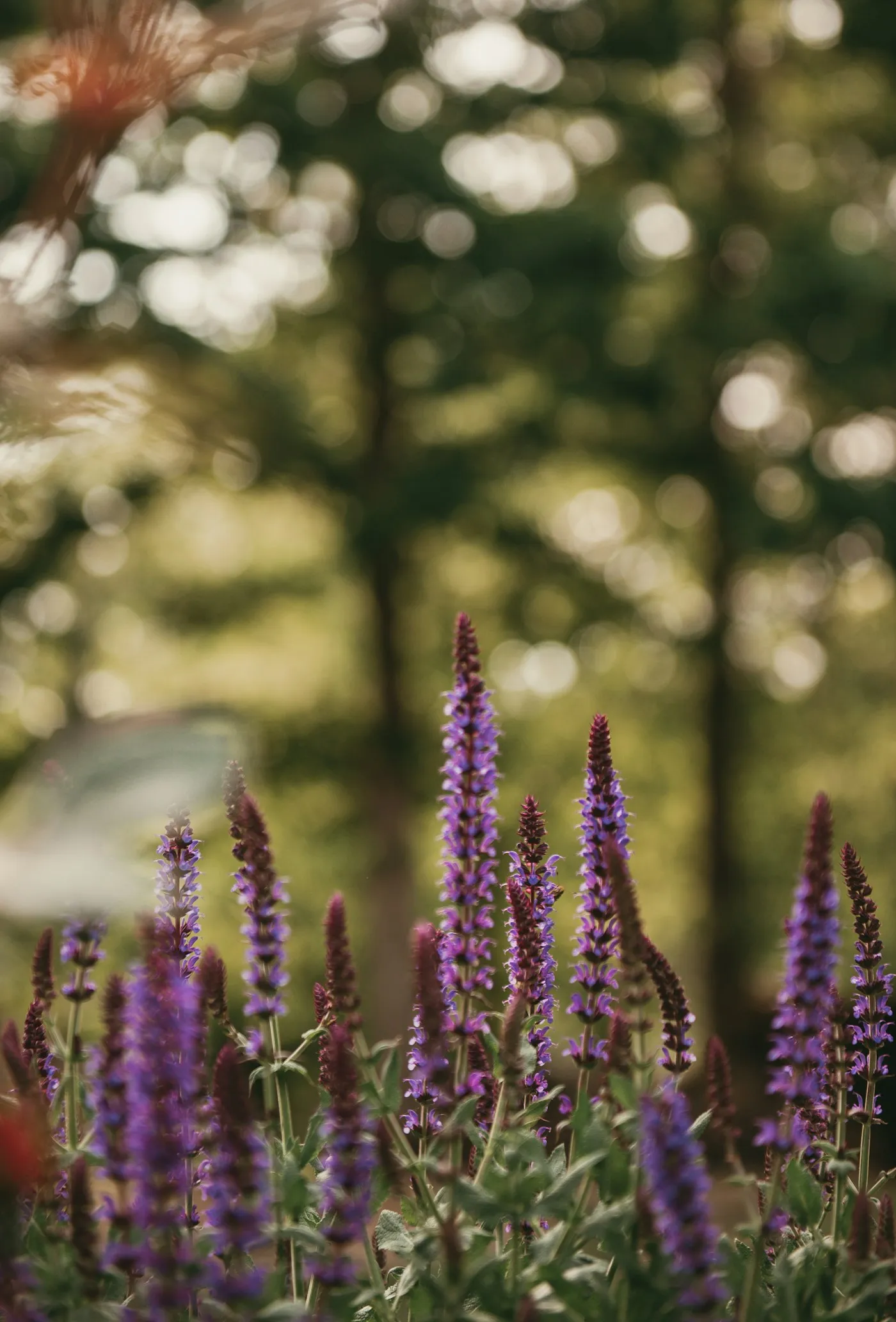 Purple garden flowers outdoors.